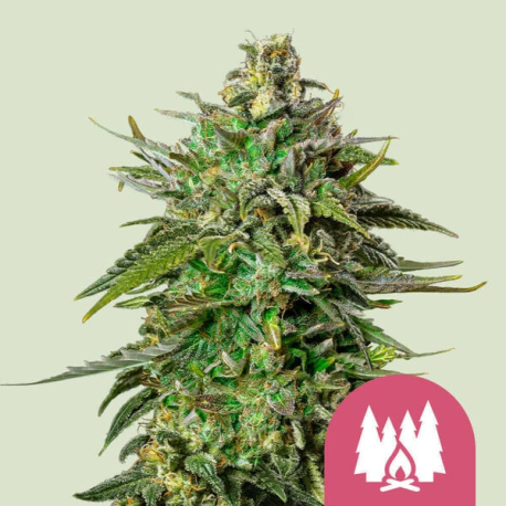 Larry OG  | Feminised, Indoor & Outdoor