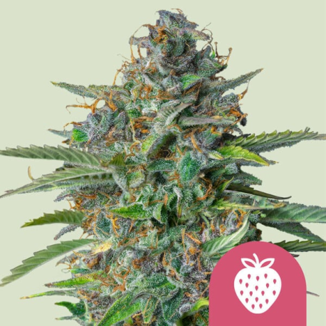 Strawberry Cough  | Feminised, Indoor & Outdoor