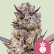 Tropicana Cookies Purple   | Feminised, Indoor & Outdoor