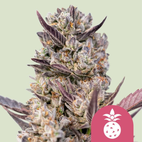 Tropicana Cookies Purple  | Feminised, Indoor & Outdoor