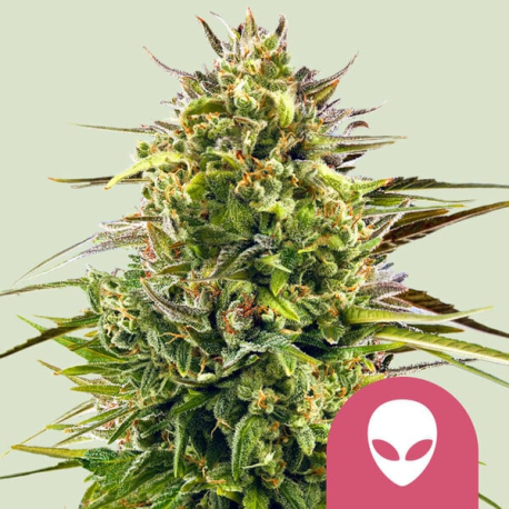 Alien OG | Feminised, Indoor & Outdoor