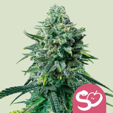 Forbidden Fruit | Feminised, Indoor & Outdoor