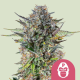 Pink Gorilla | Feminised, Indoor & Outdoor