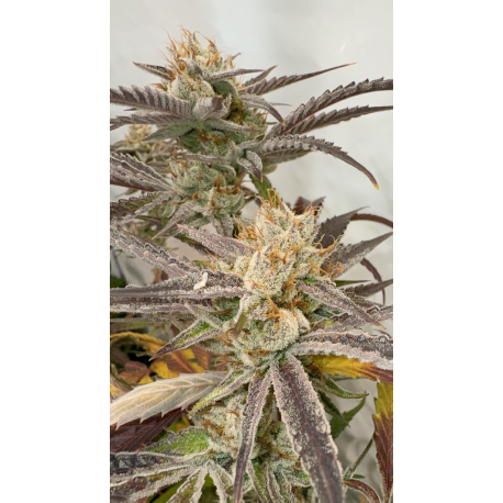 Pink Crumble | Feminised, Indoor & Outdoor