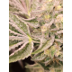 Pink Payton | Feminised, Indoor & Outdoor