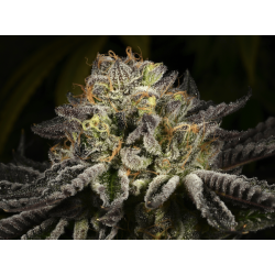 Purp Skurp | Feminised, Indoor & Outdoor