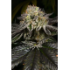 Purp Skurp | Feminised, Indoor & Outdoor