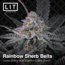 Rainbow Sherb Belts  | Feminised, Indoor & Outdoor