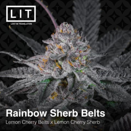 Rainbow Sherb Belts | Feminised, Indoor & Outdoor