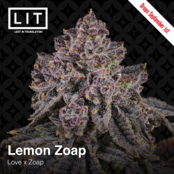 Lemon Zoap | Feminised, Indoor & Outdoor