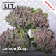 Lemon Zoap | Feminised, Indoor & Outdoor