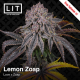 Lemon Zoap | Feminised, Indoor & Outdoor