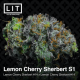 Lemon Cherry Sherbert S1 | Feminised, Indoor & Outdoor