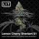 Lemon Cherry Sherbert S1 | Feminised, Indoor & Outdoor