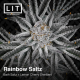 Rainbow Saltz| Feminised, Indoor & Outdoor