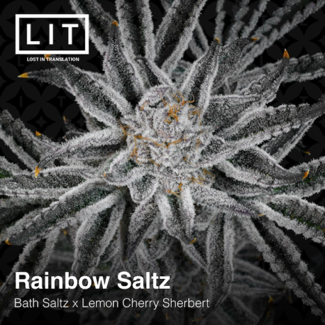 Rainbow Saltz| Feminised, Indoor & Outdoor