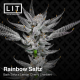 Rainbow Saltz | Feminised, Indoor & Outdoor