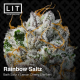 Rainbow Saltz| Feminised, Indoor & Outdoor