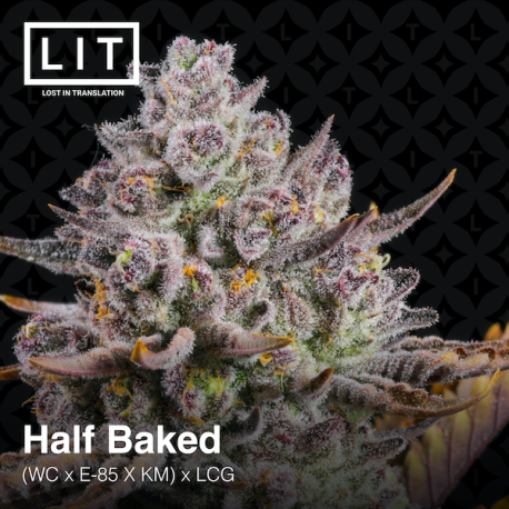 Half Baked | Feminised, Indoor & Outdoor