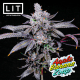 Apple Banana Zoap| Feminised, Indoor & Outdoor