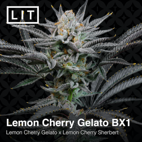 Lemon Cherry Gelato BX1| Feminised, Indoor & Outdoor