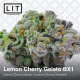 Lemon Cherry Gelato BX1| Feminised, Indoor & Outdoor