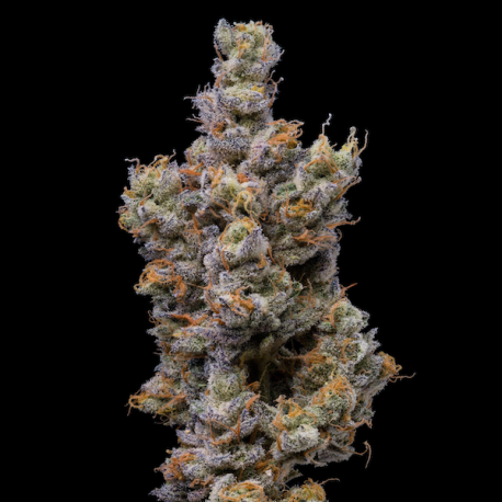 Peach Tea | Feminised, Indoor & Outdoor