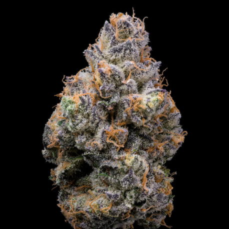 Tiger Paw| Feminised, Indoor & Outdoor