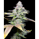 White Sherb | Feminised, Indoor & Outdoor