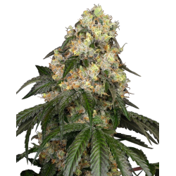 White Biscotti OG XXL | Feminised, Indoor & Outdoor