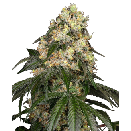 White Biscotti OG XXL  | Feminised, Indoor & Outdoor