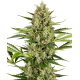 Jack Herer Automatic | Feminised, Auto, Indoor & Outdoor