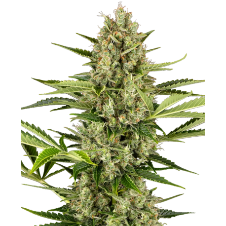 Jack Herer Automatic | Feminised, Auto, Indoor & Outdoor