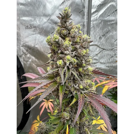 Dragon Cherry Moon | Indoor & Outdoor