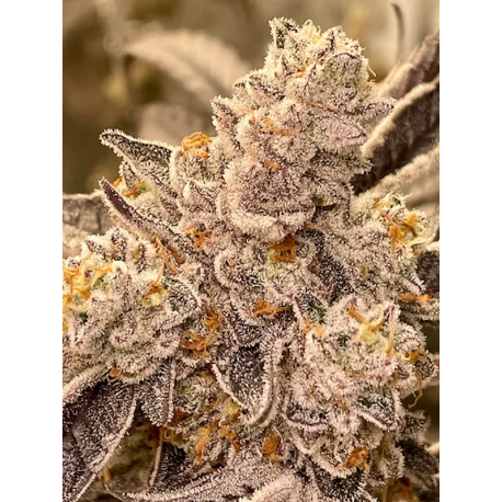 Grape Skunk Dog  | Indoor & Outdoor