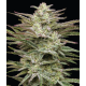 Jelly Donutz Autoflower | Feminised, Auto, Indoor & Outdoor