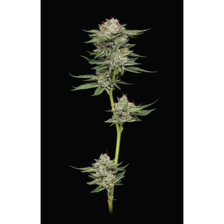 Durban Poison  Autoflower | Feminised, Auto, Indoor & Outdoor