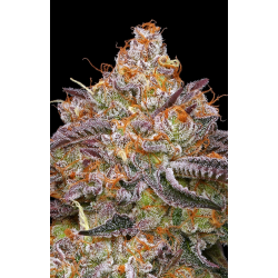 Granny Candy  | Feminised, Indoor & Outdoor