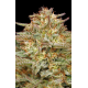 Orange Creampop  | Feminised, Indoor & Outdoor