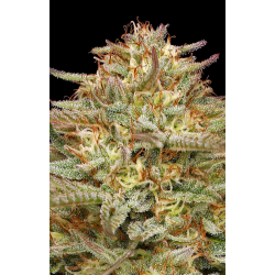 Orange Creampop  | Feminised, Indoor & Outdoor