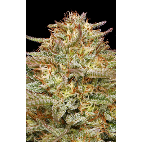 Orange Creampop | Feminised, Indoor & Outdoor