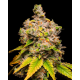 Lemon Cherry Sherb | Feminised, Indoor & Outdoor