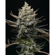 Corn Syrup |  Feminised, Indoor & Outdoor