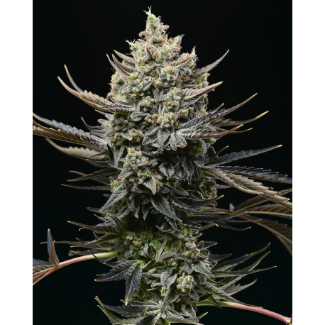 Corn Syrup  | Feminised, Indoor & Outdoor