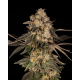 Cherry Fritter  |  Feminised, Indoor & Outdoor