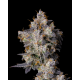 Cherry Zelato  |  Feminised, Indoor & Outdoor