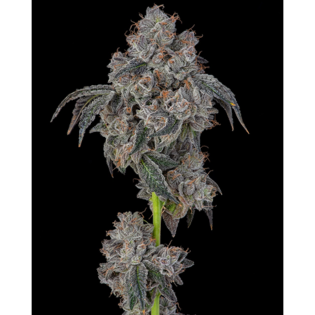 Blueberry Cherries  |  Feminised, Indoor & Outdoor