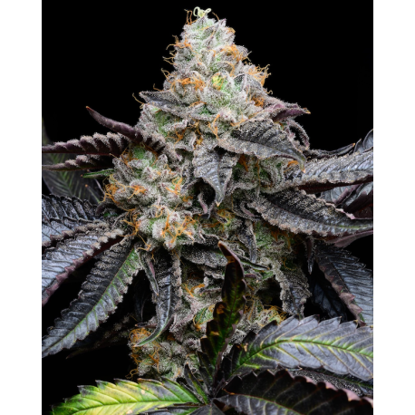 Blueberry Bubblegum    | Feminised, Indoor & Outdoor