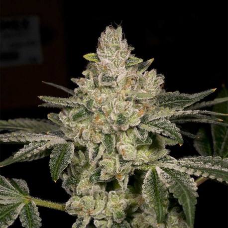 Hash Blast  | Feminised, Indoor & Outdoor