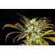 Amnesi-K Haze | Feminised, Indoor & Outdoor